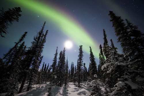 Northern Lights Over Denali National Park by Critter Seeker on Flickr.