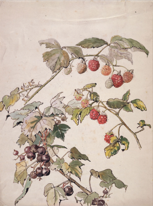 robert-hadley:Blackberry and blackcurrant, botanical illustration by Beatrix Potter.Source: vam.ac.u