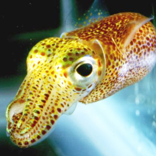 aparticularlygoodfinder: hobbitdragon: tentacuties cuddlefish