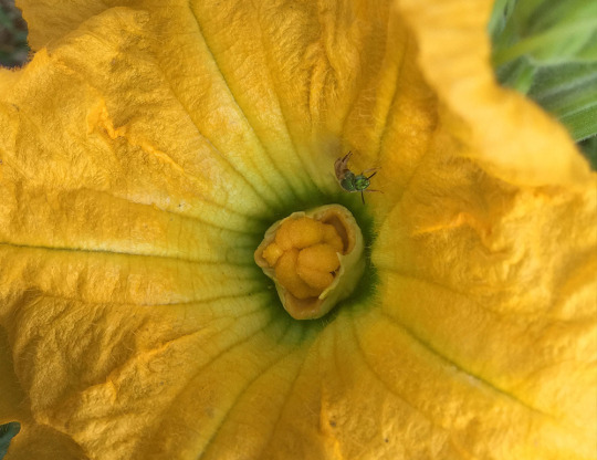 Pumpkin flower ft. what I just found out is called a Sweat Bee. I don’t recall seeing one like it before. It’s a pretty metallic...