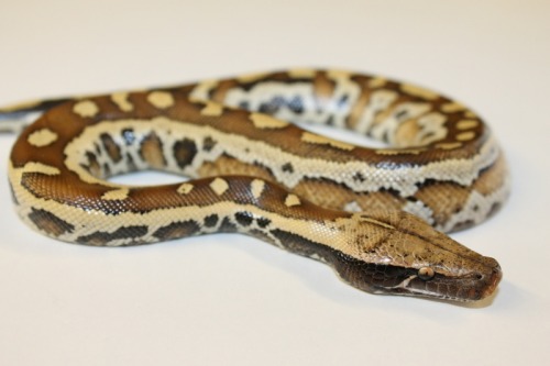Our Beautiful Blood Pythons at 888 Reptiles