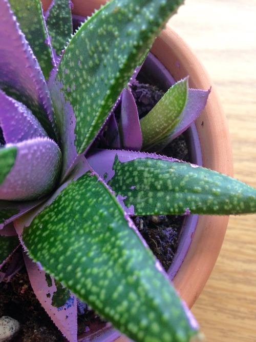 2.5.16 - For those of you who were concerned, “Violet” (I named her that hehehe) is look