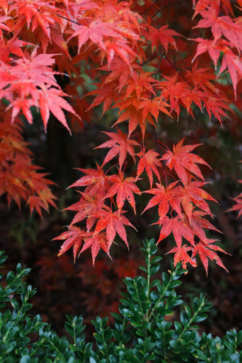 Autumn colors look so stunning on a cold, rainy and gloomy November day.  Fall foliage in reds, ambe