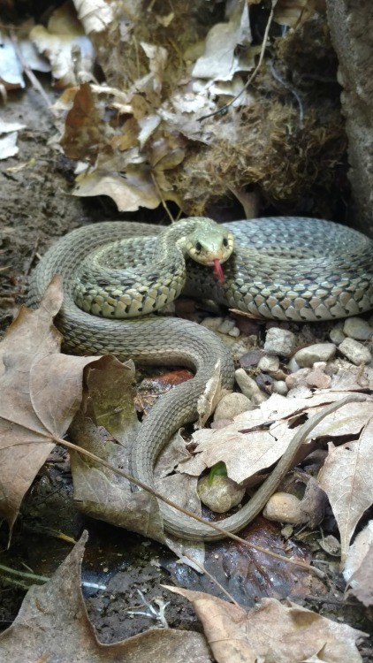 Literally stumbled upon this fat pancake-faced angernoodle while hiking today.Eastern Garter Snake