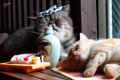 Another photo of the cat from one of my favorite posts ever. (by Kenshi Iwahara) (Noboru- Cat cafe O