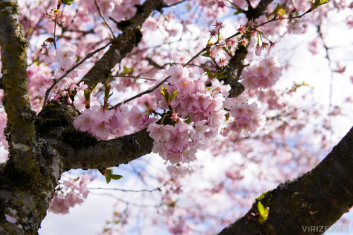 I don’t get to flex my photography skills often, but here’s some cherry blossoms I shot yesterday wh