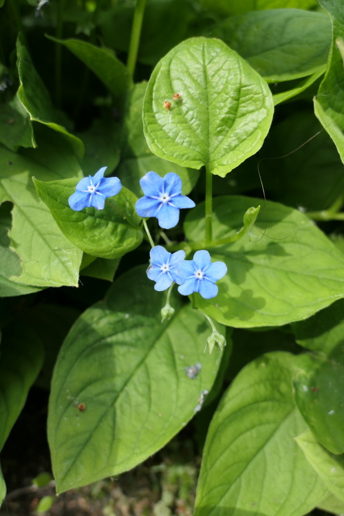 Omphalodes verna — creeping navelwort a.k.a. blue-eyed-Mary  