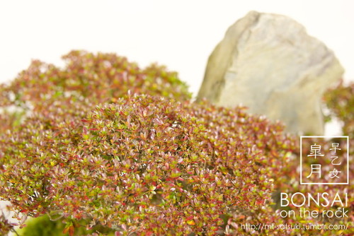 「早乙女」皐月の石付盆栽“SAOTOME” SATSUKI azalea bonsai on a rock2017.12.2 撮影bonsai on the rock| Cre