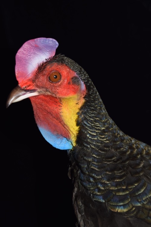 Green jungle fowl or Javan jungle fowl (Gallus varies) mount By D.Frampton 2015 for the Natural Hist