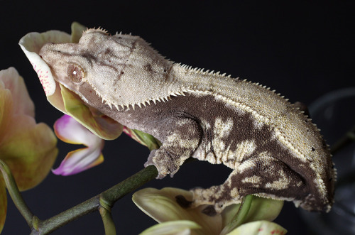kittendrumstick:  One of my orchids had root rot, so I had to repot it and cut its flowers back. I figured the flowers might make a good prop and managed to get some really great photos with them, so it’s not all bad! Rosie gets to go first because