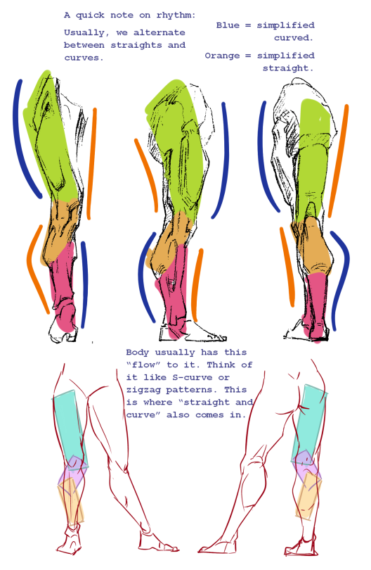 Hey! Can I Please Get Good References Of Like, Simplifications Of Leg Muscles And I Guess Legs In General?