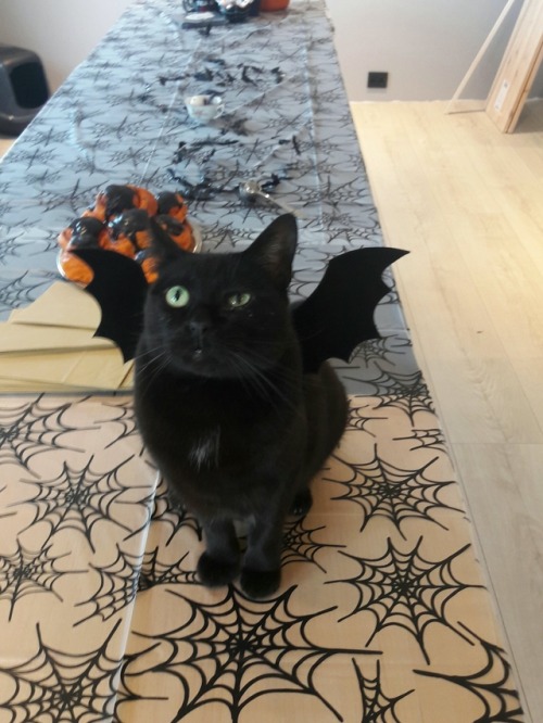 transylvaniateaparty:Bats in her batwingsI have envy!  My cat, Baby Bat, is too fat for the bat