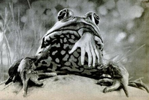 dropboxofcuriosities: Frogs, 1972.