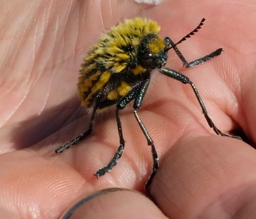 onenicebugperday:Brush jewel beetle, Julodis viridipes, BuprestidaeFound in South AfricaPhotos 1-2