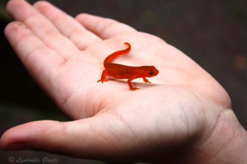 animals-animals-animals:Red Eft (by Lyudmila Glants)