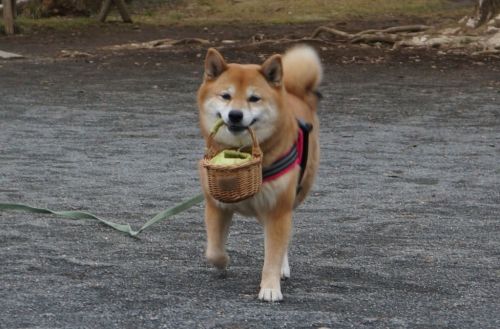sasaq:(via Twitter / わさび ‏@wasabi_shiba 1, 2, 3)