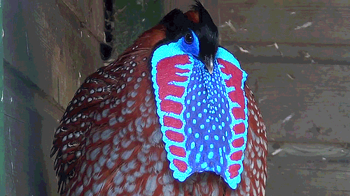 becausebirds:Temminck’s Tragopan Pheasant.Look at its blue dangly thing! (wattle)