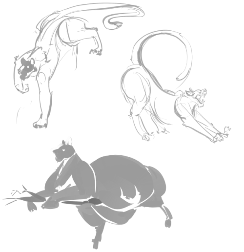 Panther Studies. One Of Em's Fat Even!