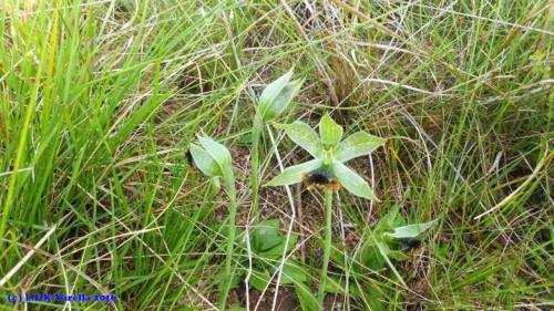 Bipinnula penicillata, in situ, Porto Alegre, RS, Brazil.Orchidaceae: Chloraeeae.By Luiz Filipe Vare