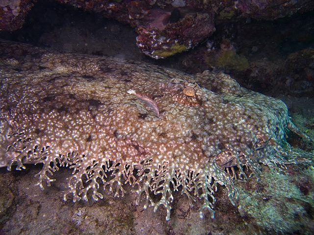 Le requin-tapis barbu (Eucrossorhinus dasypogon)
Ce requin au campouflage sophistiqué se rencontre dans l’Océan Pacifique, entre le Nord de l’Australie et la Papouasie. Sa longueur atteint près de deux mètres.
Photos Jon Hanson, Leonard Low, Lakshmi...