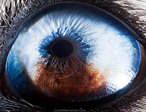 Macro closeups of animal eyes