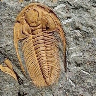 A fine 40mm specimen #paradoxides trilobite showing excellent preservation of the exoskeleton, each 