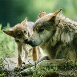 wolveswolves:  Red wolf (Canis rufus), dad