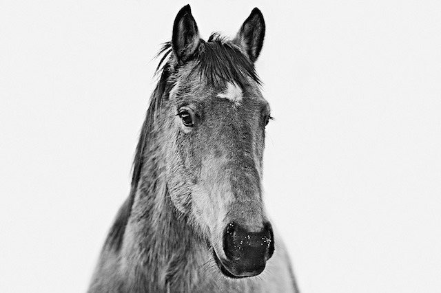 culturenlifestyle:  Impressive Animal Portraits by Troy Moth Photographer Troy