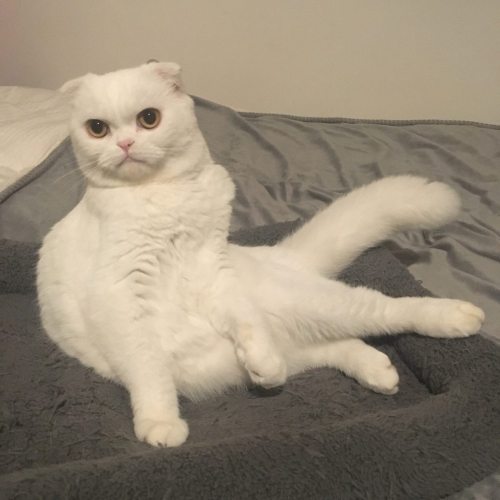 awwcutepets:Every time he sits, he sits with a little bit of sass.