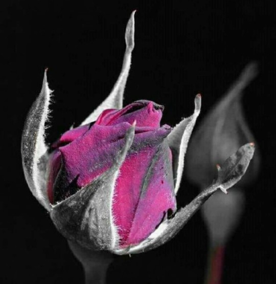 black-rose-777:  