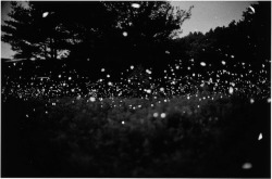 nevver:  Lightning bugs, Gregory Crewdson