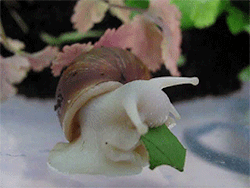 kirin-riki: small noot eats a leaf snack