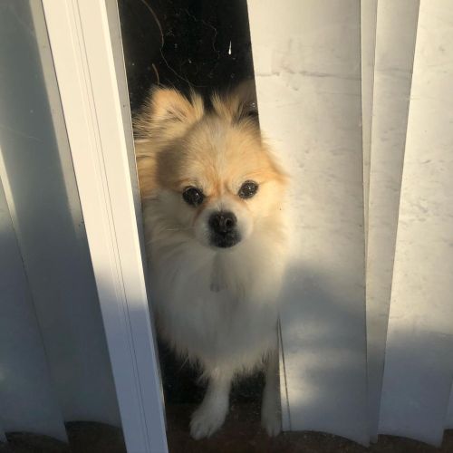 “How dare you leave me” . . . #pomeranian #chihuahua #pomchi #dogsofinstagram #pomsofinstagram #chih