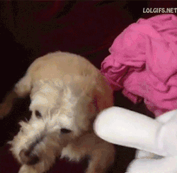 The Best of Tumblr Blog - 1000notes.com