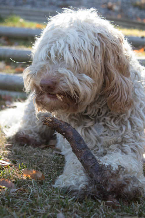 dog with stick