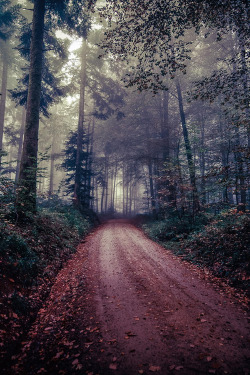 plasmatics-life:  Forest ~ By Chris W. 