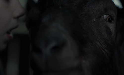 livsullmann:  The Witch (2015) dir. Robert Eggers  “Wouldst thou like to see the world?”  