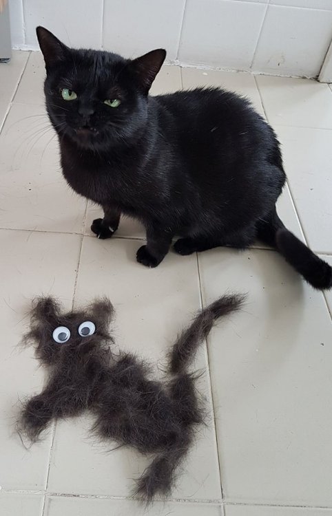 catsbeaversandducks:“I hate this. And I hate you.”Photo by Francisquinha, a gatinha mal humorada
