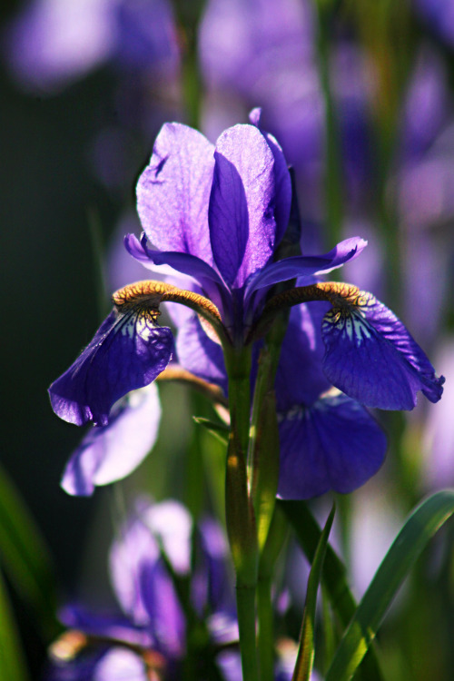 walking-geema:Blue Flag    walking-geema