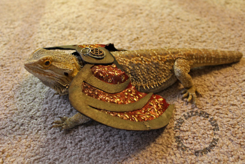 Norbert got some costumes for her birthday!So if anyone needs a small Scottish steampunk dragon&hell