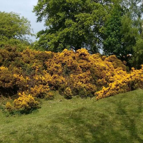 Enchanted places I have known #magic #hadrianswall #enchantedforest (at Hadrian&rsquo;s Wall Pat