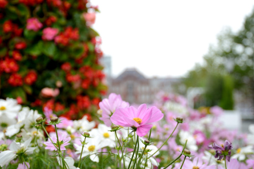 YOKOHAMA ENGLISH GARDENby Yamabuki