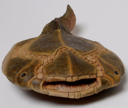 vetulicolia:voyagerprobe:on december 1 525,644,201 BC lets all go to burgess shale