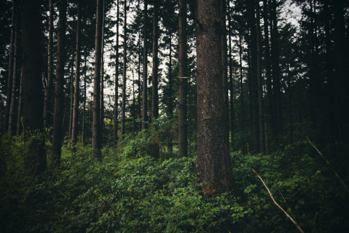 Porn Pics hurleywaves:  elenamorelli:  { oh, trees.