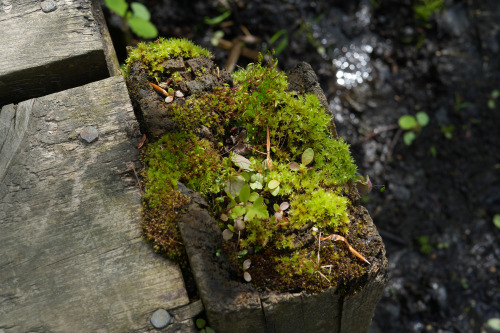 Tiny garden growing on top of a post supporting a boardwalk at Westminster Ponds (photographer: Gile