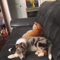 handsomedogs:  River (an Australian/German Shepard mix) and her brother, Opie.