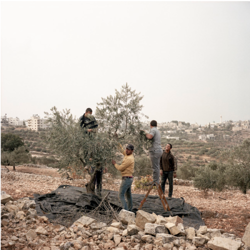 Pauline Beugnies: Battir - 2013-Ongoing Located on hilly land planted of endless rows of ancient oli