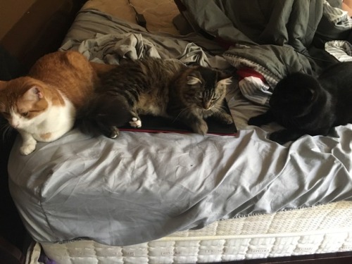 nyanzaya:I get up for a second and I have three cats out of seven taking over my bed. Send help