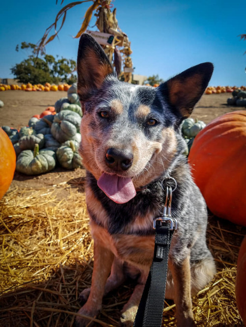 Scout helped me pick out some pumpkins yesterday! The little ones are her favorite because she likes