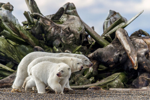 killing-the-prophet:A trio of polar bears lumbers past a forbidding pile of whale bones along the co